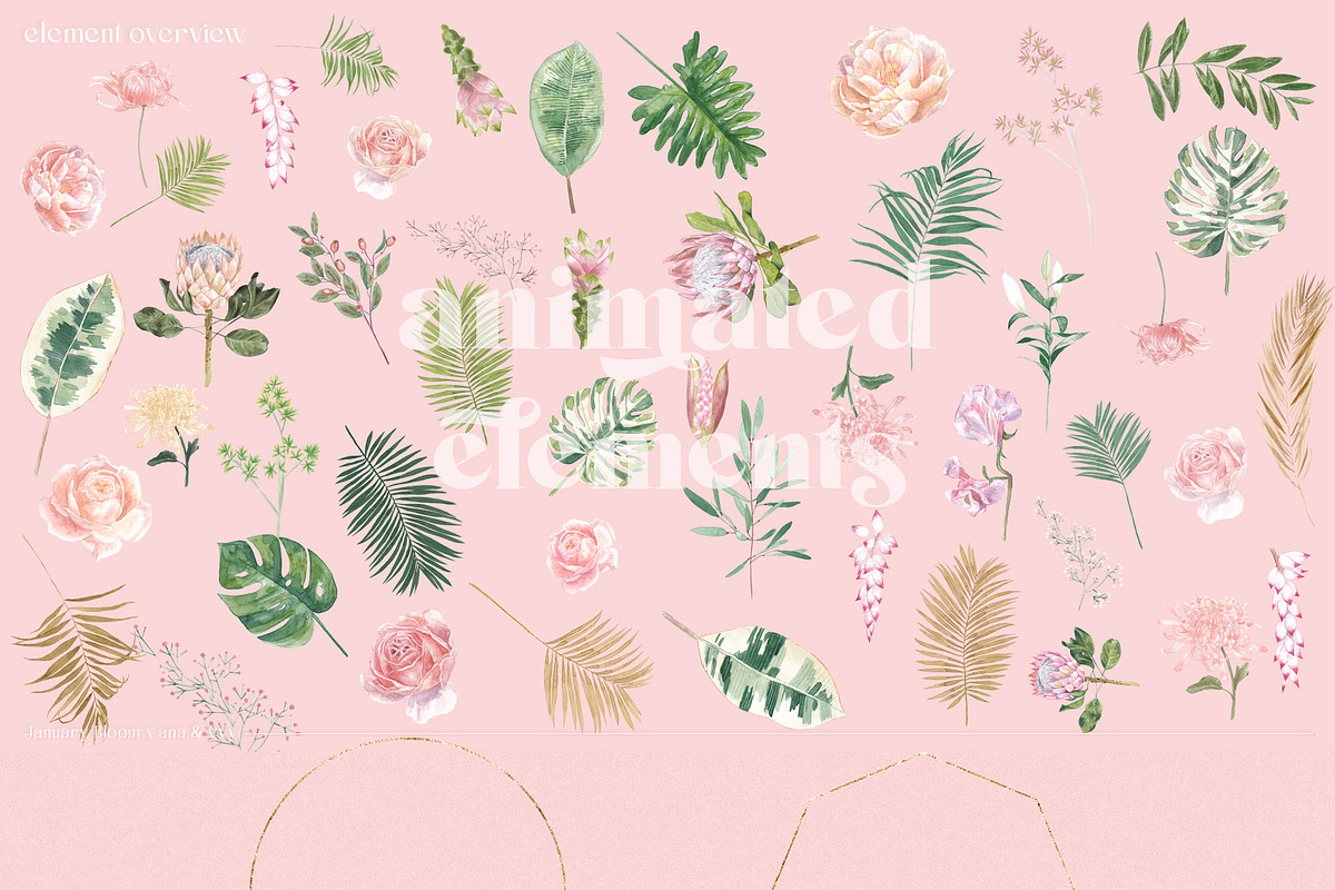 ANIMATED Watercolor Tropical & Rose, an Illustration by January Bloom (Photo 7 of 11)