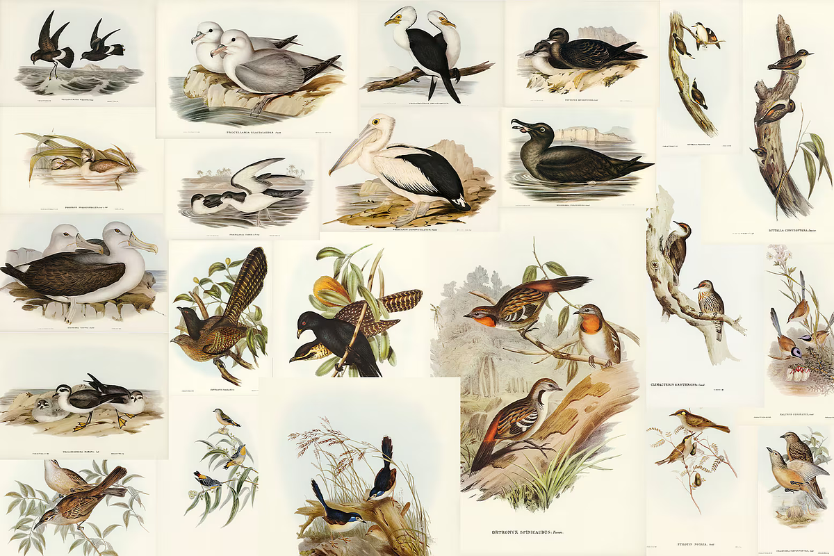 300+ The Birds of Australia, an Animal Illustration by Digital Museum (Photo 8 of 15)