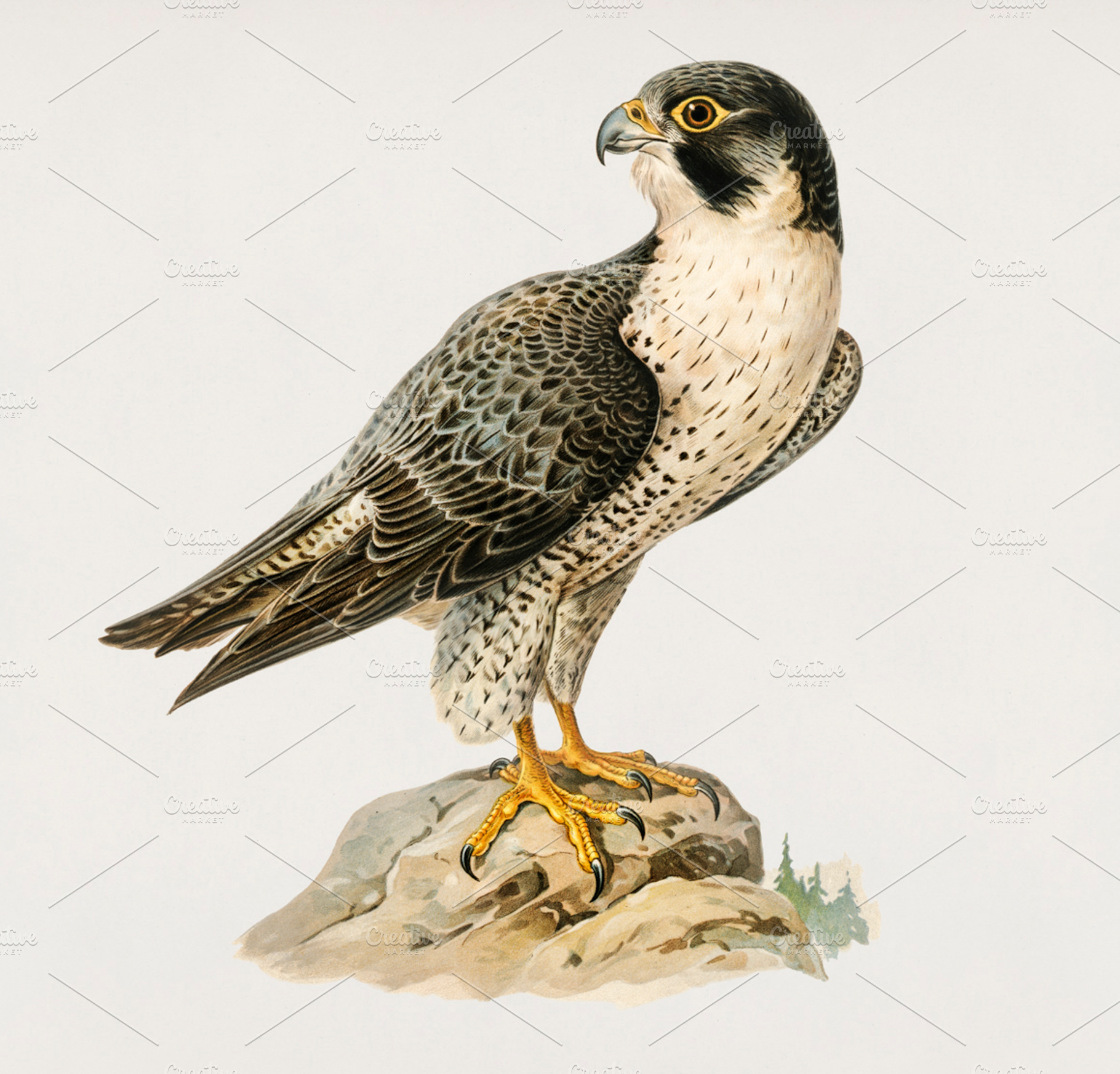 Illustration of bird psd stock photo containing psd and layer, an Animal Photo by rawpixel
