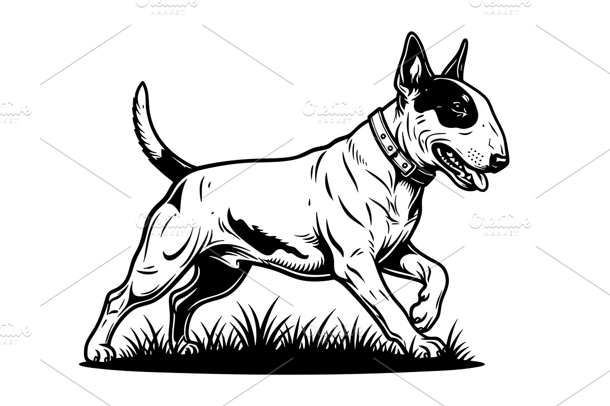energetic bull terrier dog running., an Animal Illustration by yod67