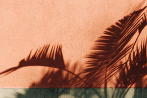 Shadow of palm leaves, concrete wall, a Nature Photo by Virgo Studio