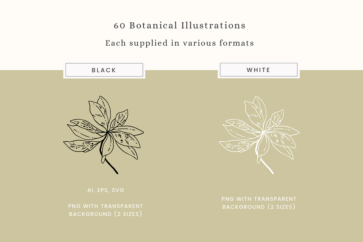 Botanical Sketch Vector Illustration, a Decorative Illustration by Emma Webb Studio (Photo 2 of 7)