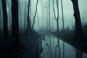 Halloween Forest pack 2018 Hi Res, a Nature Photo by Atmospheric visuals (Thumbnail 9 of 11)