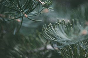 Pine Branches Closeup