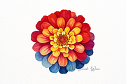 Vibrant Watercolor Zinnia Flower, a Decorative Illustration by New-School-Wave (Thumbnail 3 of 5)