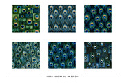 Peacock Feather Animal Print Designs, a Pattern Graphic by karenfoleyphoto (Thumbnail 7 of 11)