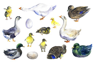 Watercolor Farm Clipart, Goose Art