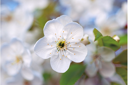 Cherry spring flowers, a Nature Photo by Nature and travel