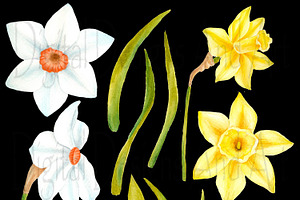 Watercolor Daffodil Flowers