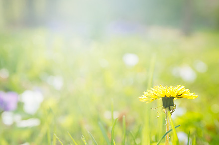 Dandelion on the sunshine. Allergen, a Nature Photo by Kate Molchanova