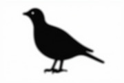 Bird Silhouette design bundle, an Illustration by BIPLOB EXPERT (Thumbnail 8 of 13)