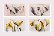 Lily Collection · Calla Lily Flowers, a Decorative Illustration by milatovar (Thumbnail 4 of 16)