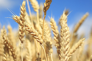 Close up of yellow ears of wheat
