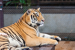 Tiger, a Photo by saiko3p