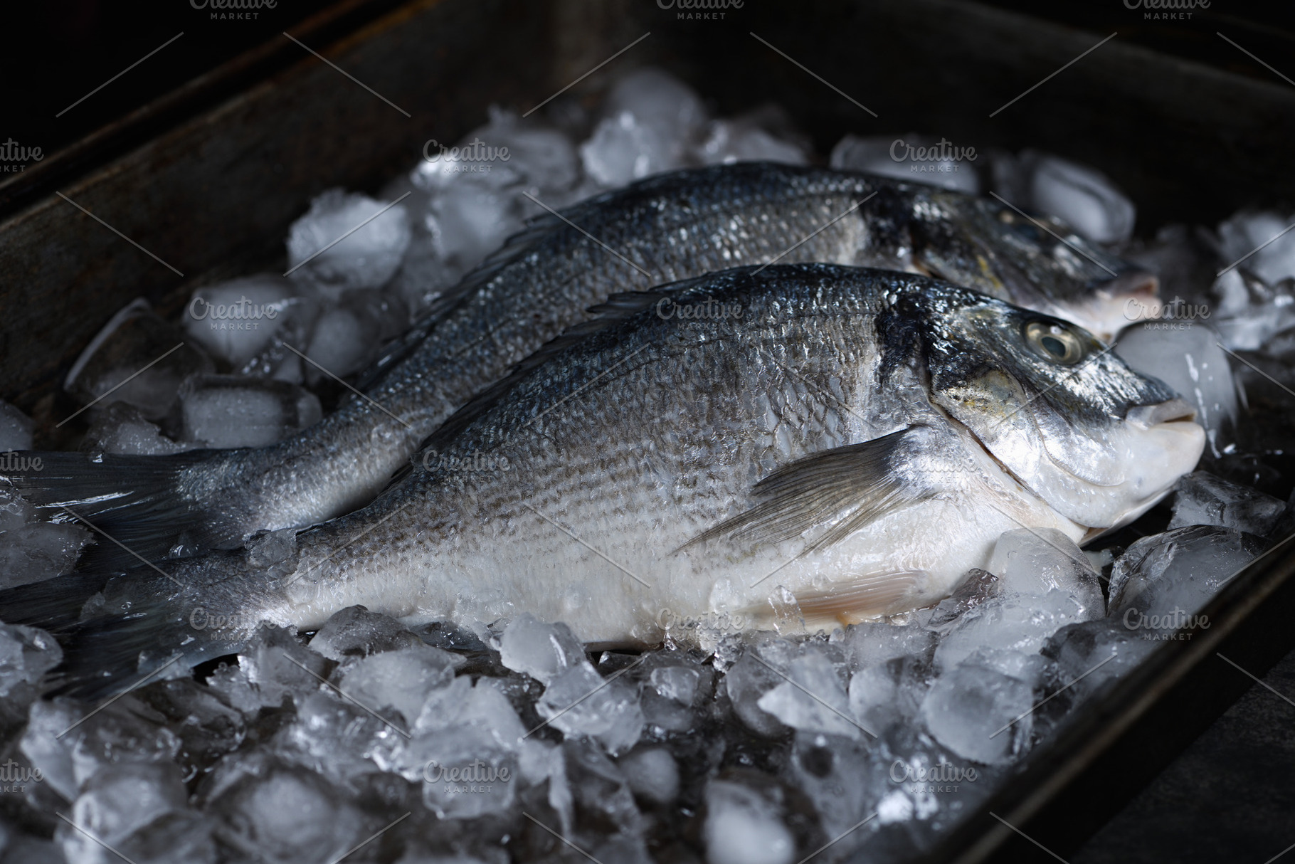 Fresh raw dorado fish on ice, a Food & Drink Photo by Apolonia