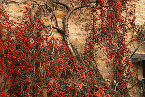 Red berries covering stone cottage wall, autumn garden foliage,, a Photo by Studio ANNA