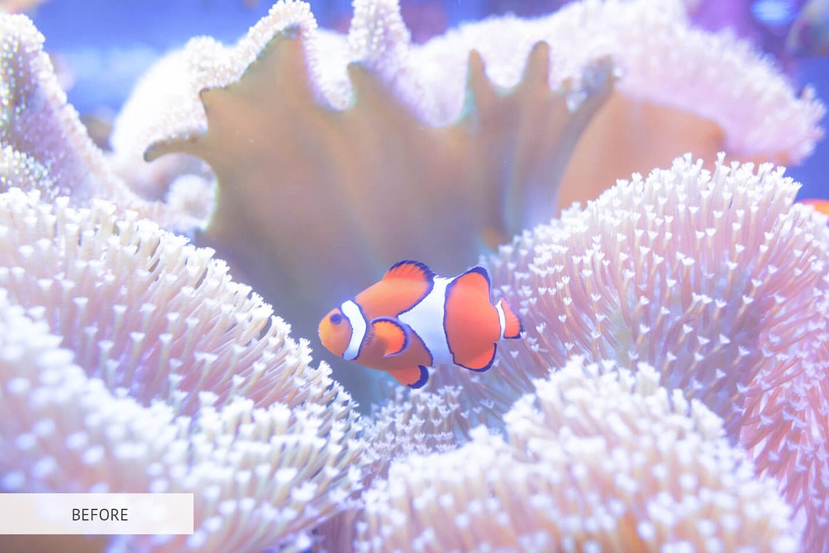 Underwater Photography Presets, a Plug-in Add-On by FixThePhoto (Photo 6 of 32)