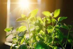 A close up of a green plant, a Photo by Pavel_design