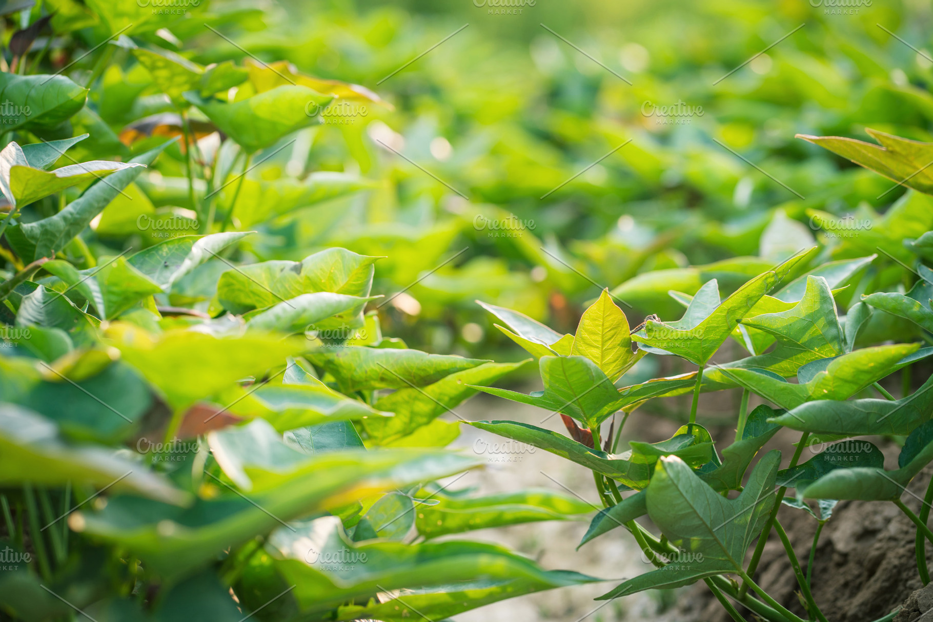 Sweet potato plant in farm., a Nature Photo by Nednapa