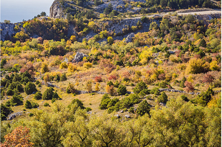 Beautiful autumn view on the yellow, a Nature Photo by Elizaveta Galitskaya