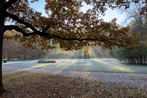 A serene park scene in early morning with sunlight filtering through trees, cas, a Nature Photo by Textures & Backgrounds