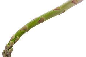 Fresh green asparagus, isolated on white background. Healthy and, a Food & Drink Photo by ndanko