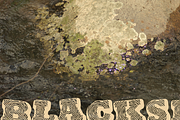 BlackSpiral, a Font by xero fonts (Thumbnail 5 of 5)