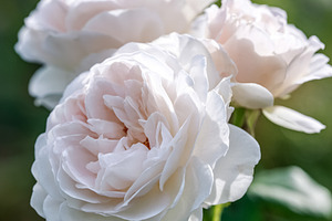 White roses blooming in a lush garden, fragile petals unfurling, a Photo by Studio ANNA