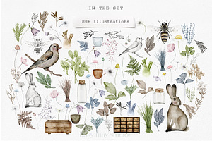 Apothecary Herb Illustrations