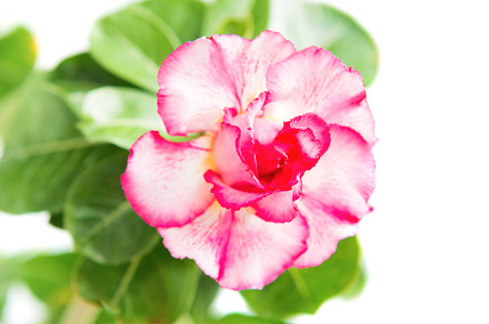 Pink flower Adenium isolated on white, a Nature Photo by Vapi