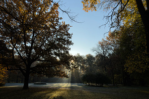 A serene autumn landscape with trees, sunlight filtering through branches, and, a Nature Photo by Textures & Backgrounds