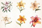 Watercolor Lily Flower Boho Clipart, an Illustration by DreamCafeArt (Thumbnail 2 of 5)
