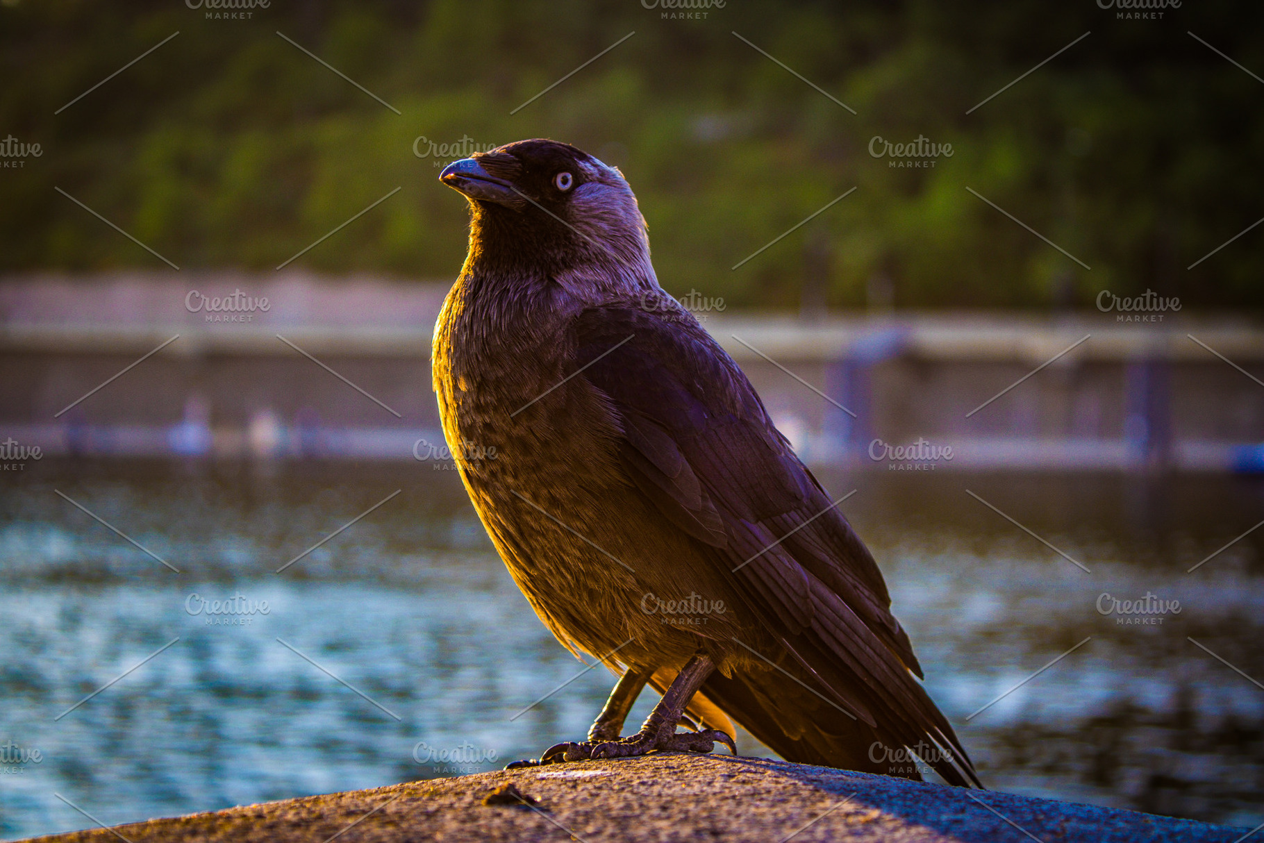 Bird on the Prague Embankment #1, an Animal Photo by jakub_kopecky