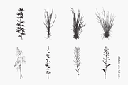 Herbarium: Set 1, a Decorative Illustration by Texture Fabrik (Thumbnail 19 of 19)