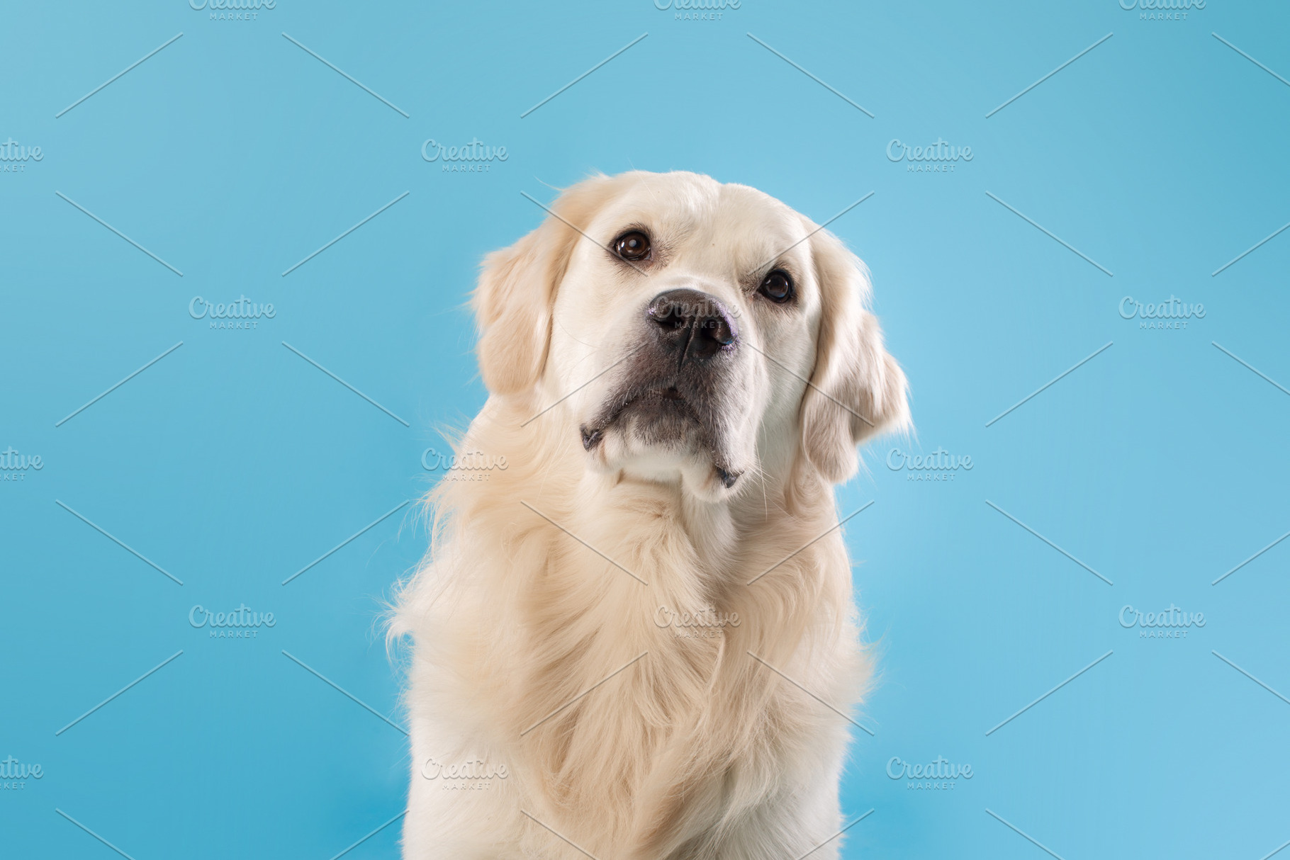 Domestic animal. Portrait of cute golden retriever dog sitting over blue studio, a Photo by Prostock-Studio