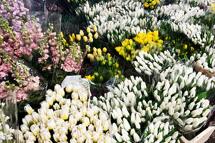 Freshly Prepared Bunches of Vibrant Tulips Displayed at a Local Flower Market, a Photo by AS photostudio
