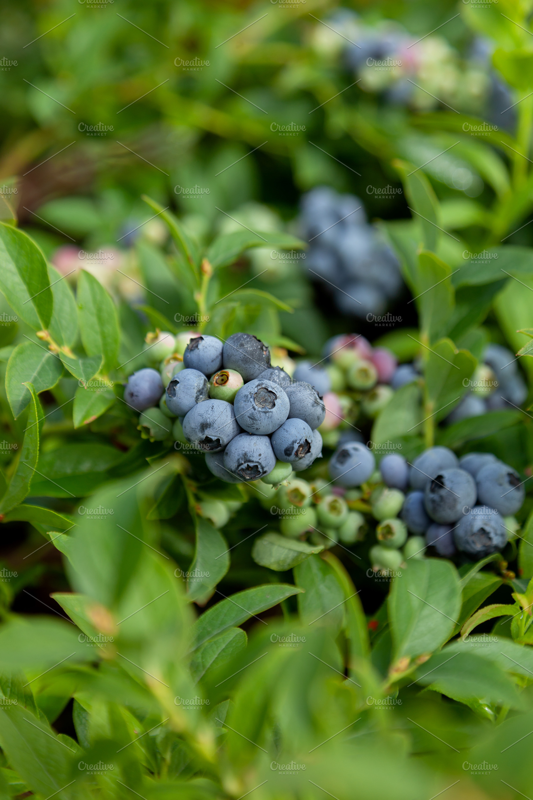 blueberries in the garden, a Food & Drink Photo by natashamam