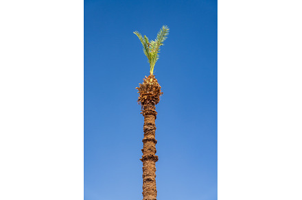 Tall palm tree reaching for the blue, an Architecture Photo by Backyard Stock