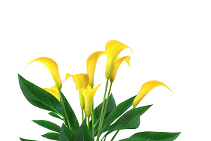 Calla Lily Yellow