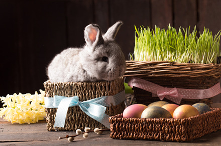Cute easter bunny with colored eggs containing easter, bunny, and rabbit