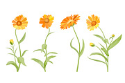 Vector object brushes. Calendula, a Brush Add-On by Peolla (Thumbnail 11 of 16)