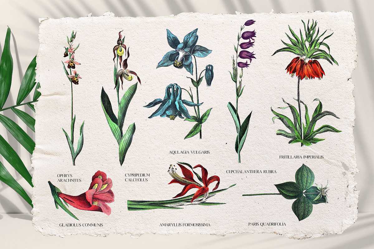 Vintage Jungle - Botany Tropical Set, an Object Graphic by Kaleriia (Photo 7 of 12)