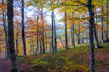 Beech forest on the way to the Vegabaño mountain refuge in Soto de Sajambre, P