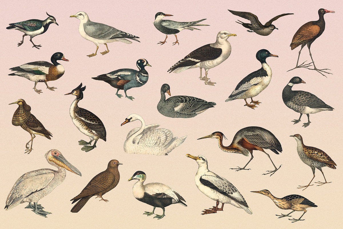 122 Vintage Illustrations of Birds, an Animal Illustration by Graphic Goods (Photo 13 of 14)