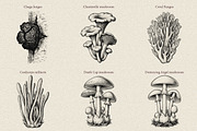 35 Mushrooms & Fungi–Engraved Vector, an Object Graphic by Gonez Studio (Thumbnail 2 of 13)