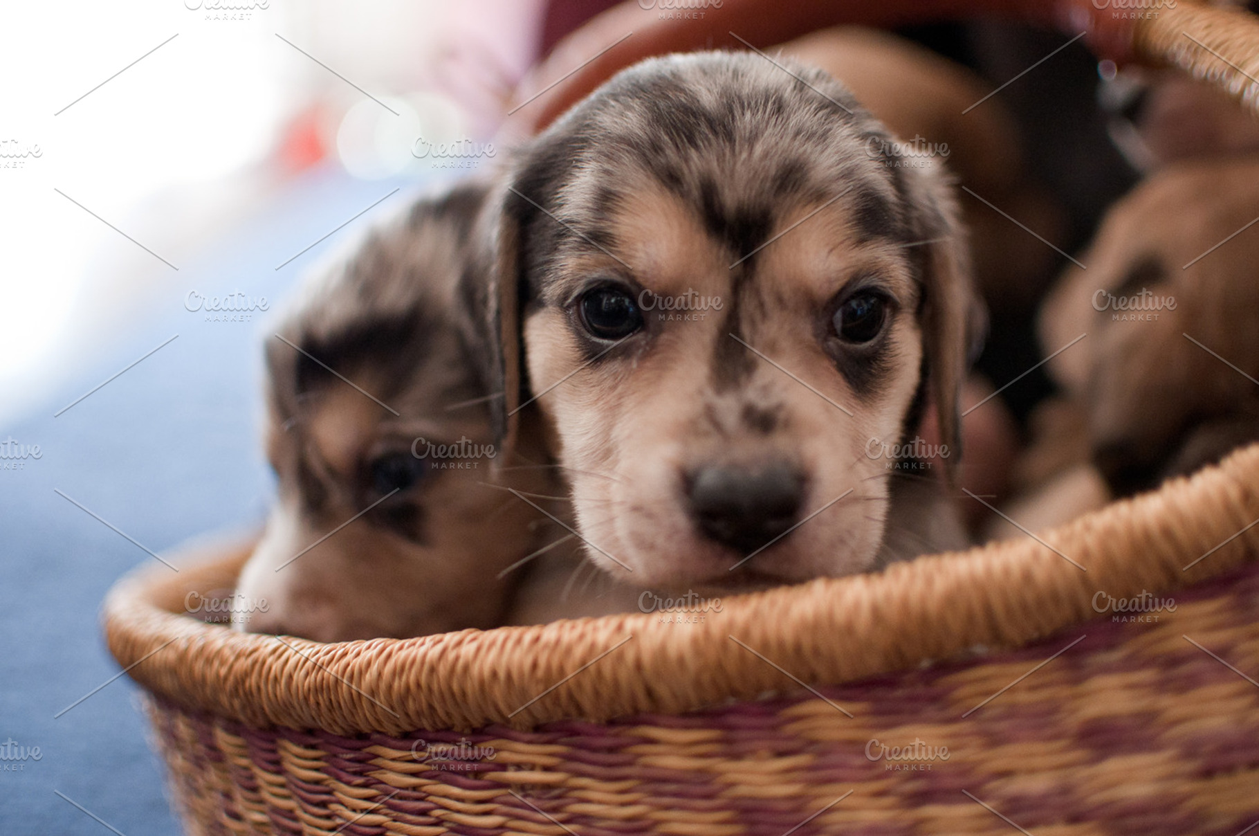 Little Pups