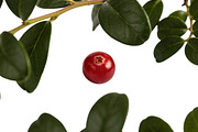 All Fruits Bundle Master Collection, a Food & Drink Photo by FlyeredTemplate (Thumbnail 7 of 130)