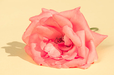 Rose flower containing rose, flower, and pink, a Nature Photo by Deyan Georgiev