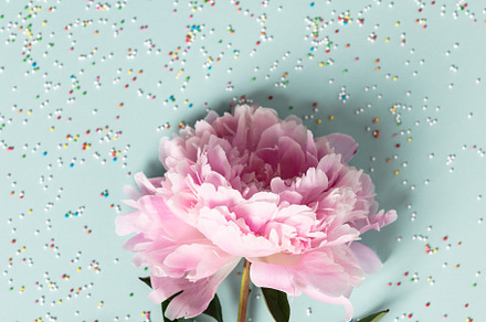 Flat-lay of Beautiful peony flower over pastel blue background, an Abstract Photo by Natalia Klenova's Shop