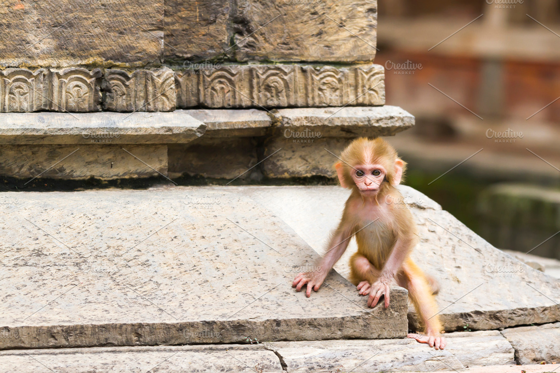 Infant Monkey at Asian Temple, an Animal Photo by Vector beauty